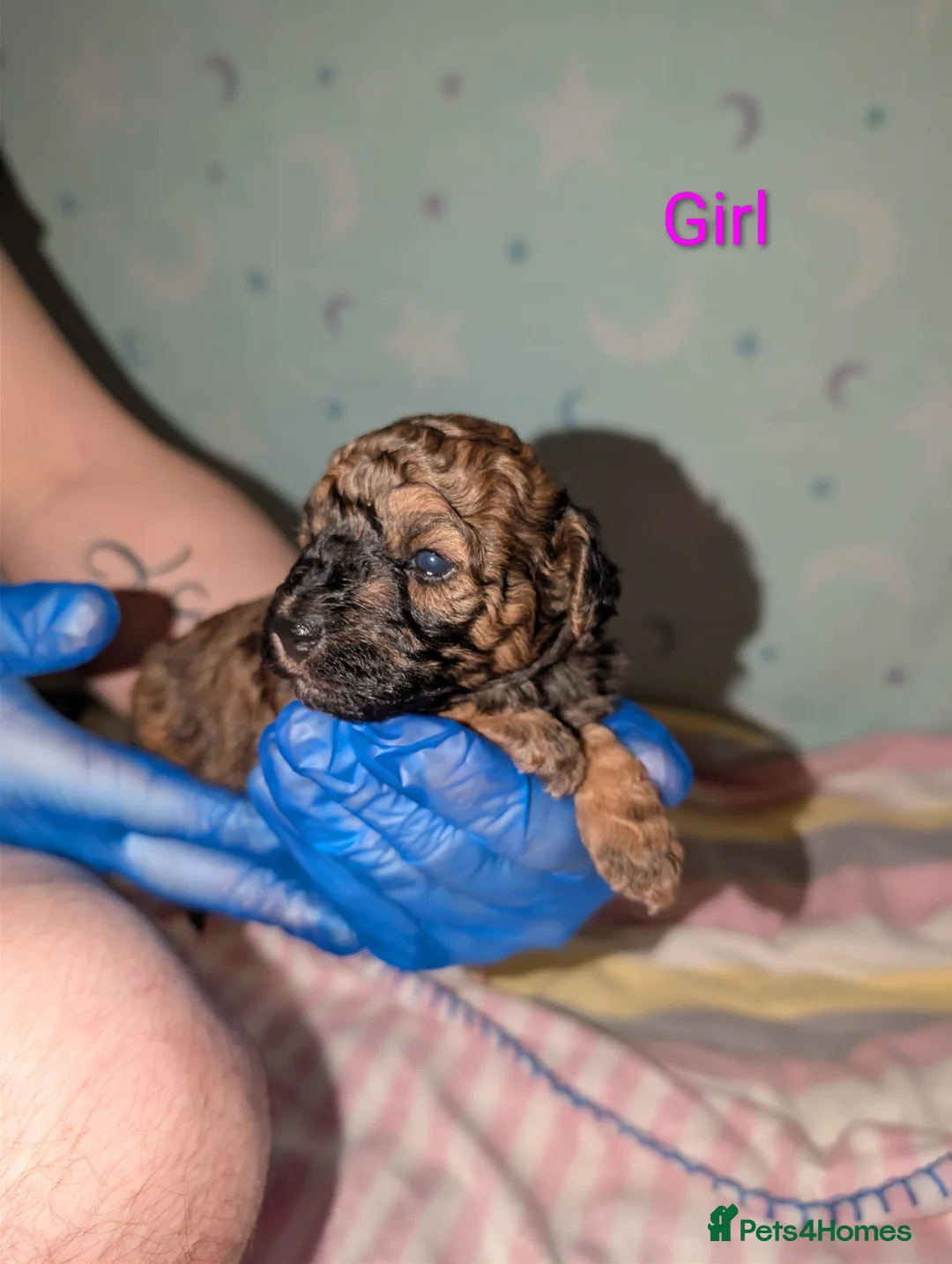 Toy Poodle dogs for sale: Exceptional Toy poodles for sale - Advert 17