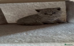 British Shorthair cats for sale: British Shorthair Kittens – 1 Boy & 3 Girls - Image 5