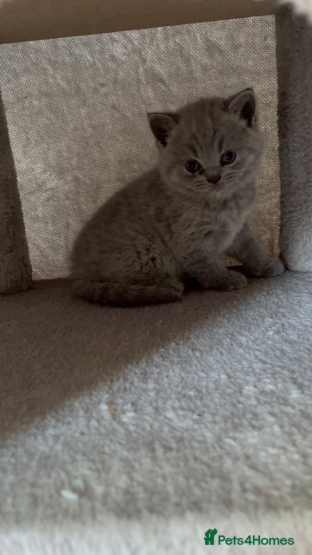British Shorthair cats for sale: British Shorthair Kittens – 1 Boy & 3 Girls - Image 5
