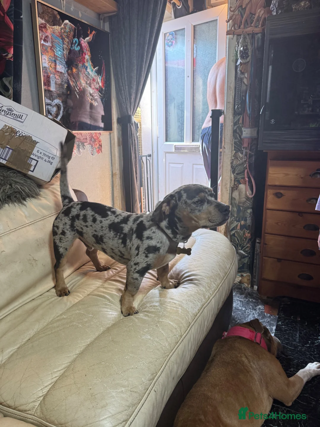 Mixed Breed dogs for sale: REGGIE - Advert 2