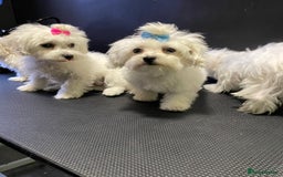 Maltese dogs for sale: Maltese puppies  - Image 2