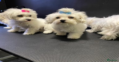 Maltese dogs - Advert 7