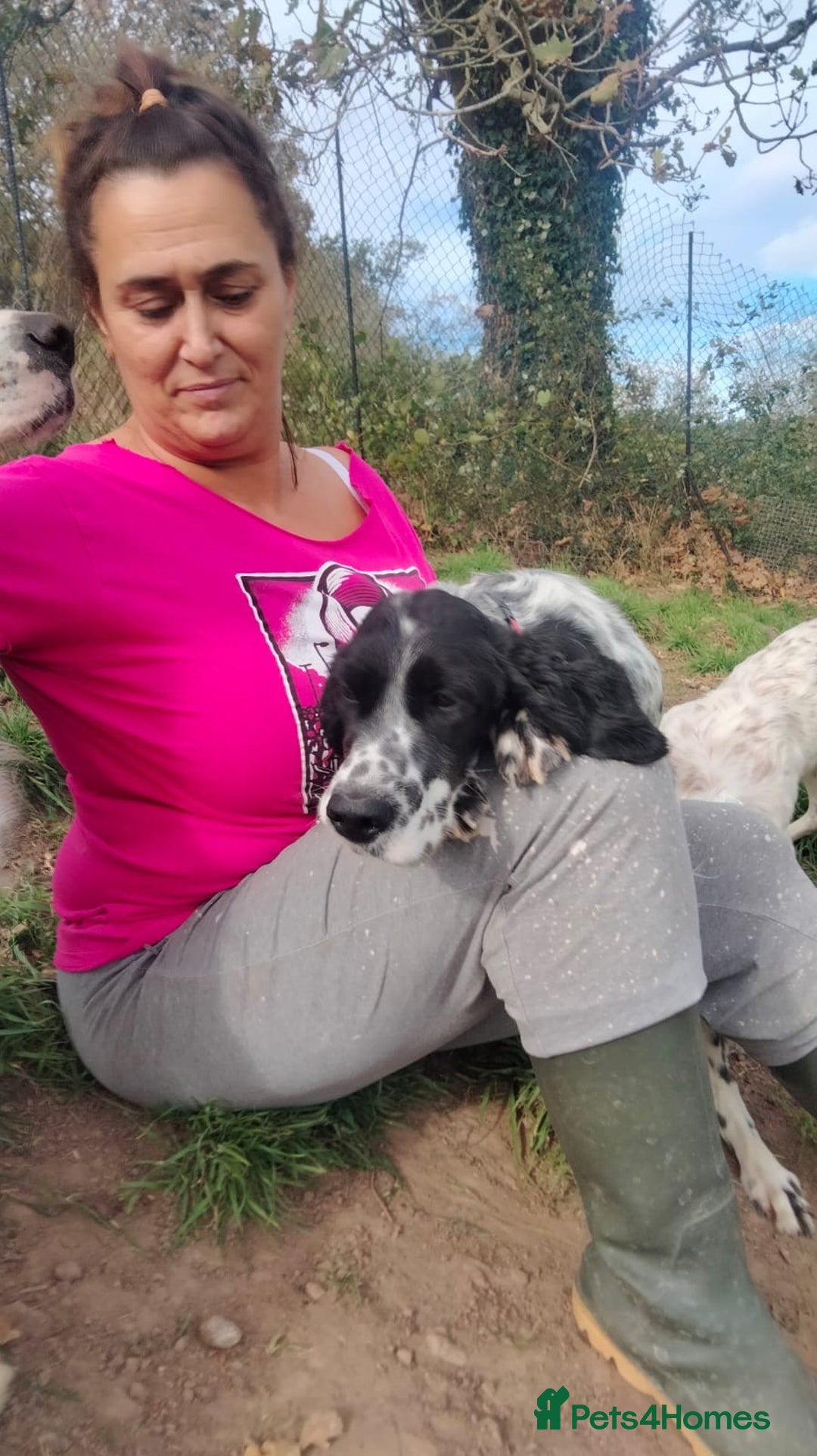 English Setter dogs for adoption: Ras   - Advert 9