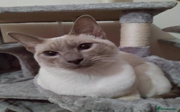 Siamese cats for sale: Beautiful litter of Simease - Image 16