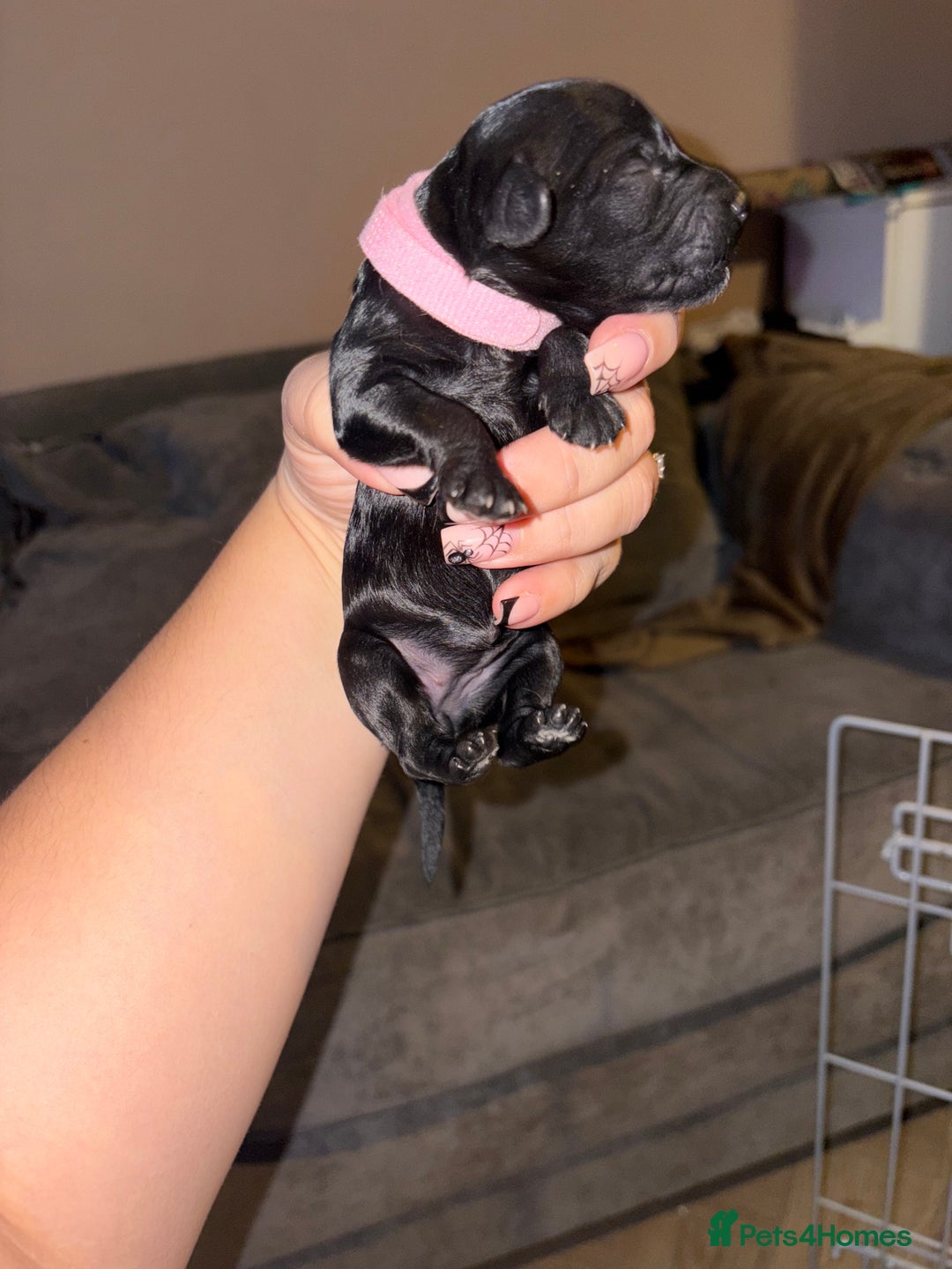 Mixed Breed dogs for sale: Gorgeous sprockerpoo puppies 🐶 - Image 2