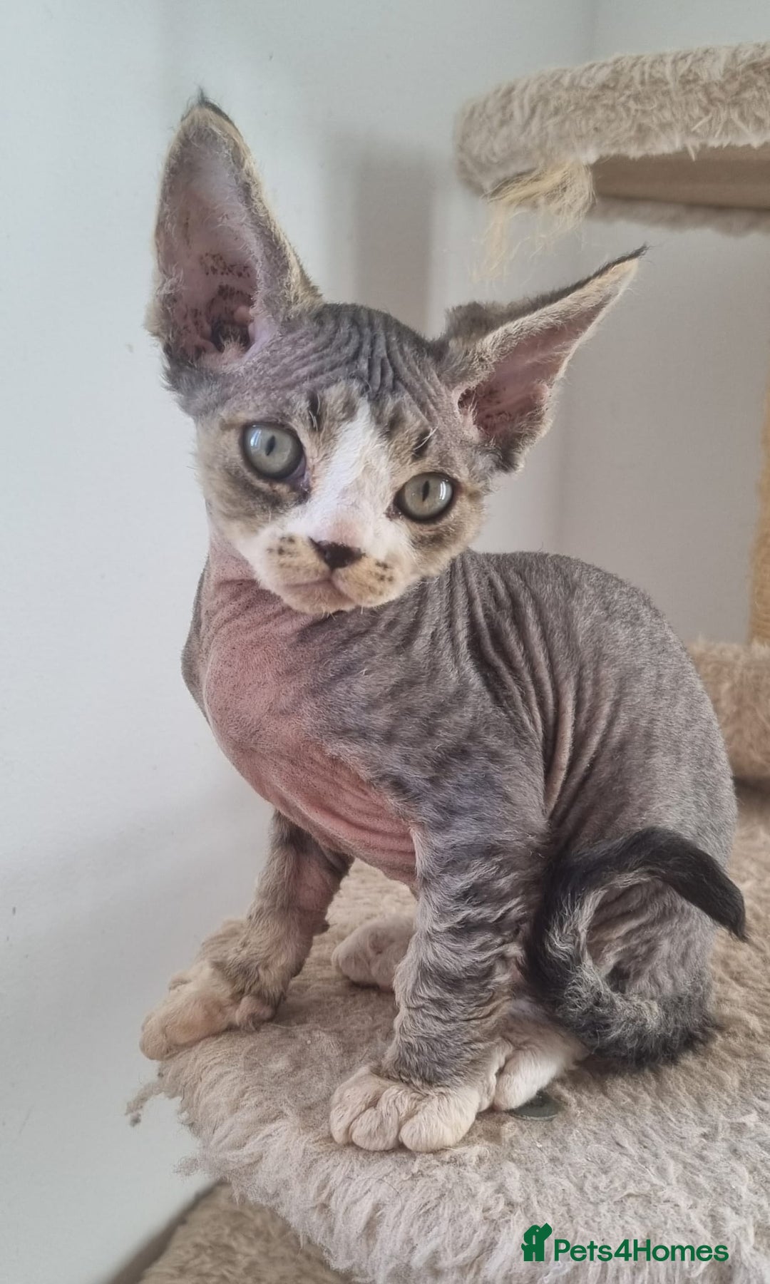 Devon Rex cats for sale: Three lovely brothers and sister - Advert 21