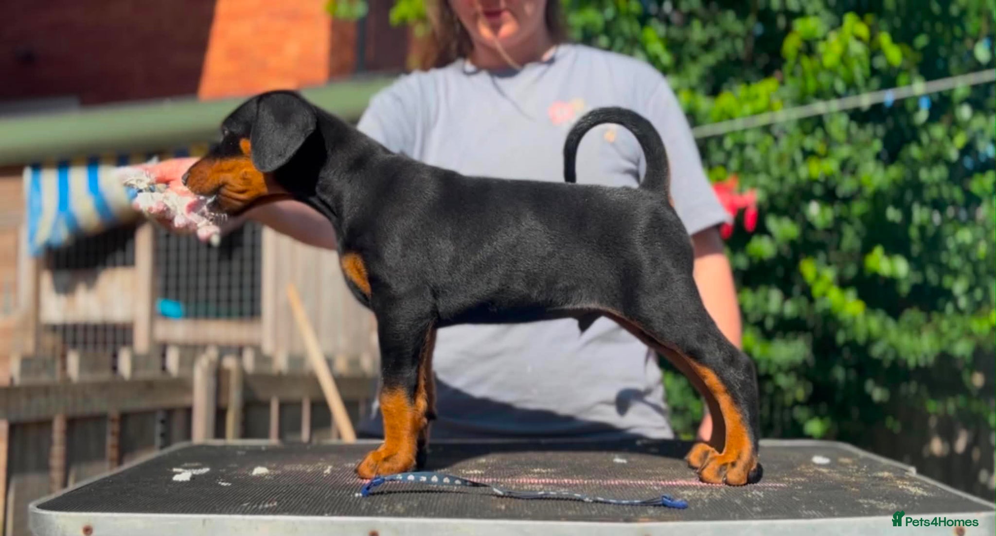 Dobermann dogs for sale: Last black boy Available  - Advert 4