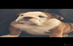 English Bulldog dogs for sale: Kc reg English bulldog puppy - Image 2