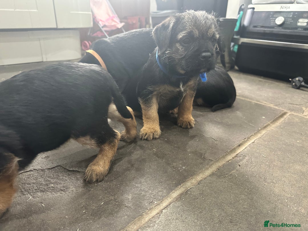Border Terrier dogs for sale: Border Terrier Pups -Beautiful Pedigree  - Image 20