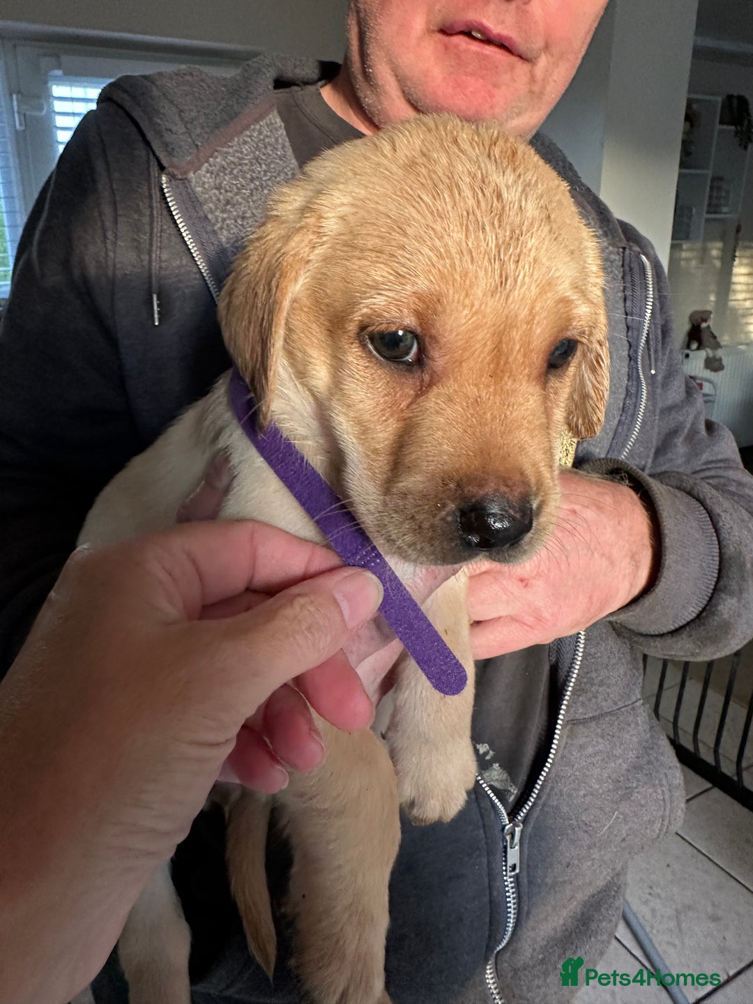 Labrador Retriever dogs for sale: Labrador puppies - Image 9