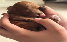 Toy Poodle dogs for sale: Toy poodles deep red. 2 - Image 4