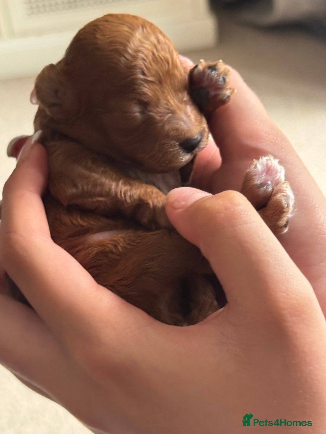 Toy Poodle dogs for sale: Toy poodles deep red. 2 - Image 4