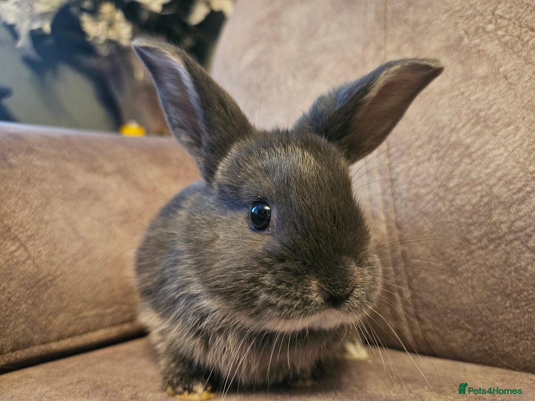 Mixed Breed rabbits for sale: 8 week old grey blue otter netherland dwarf x - Advert 22