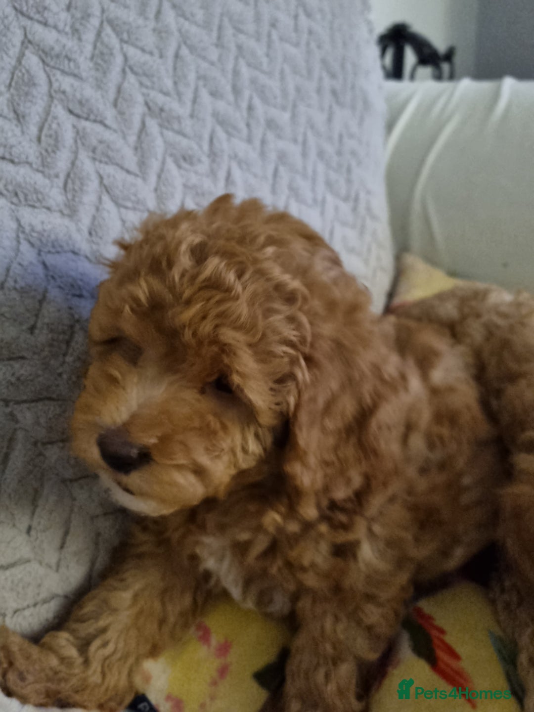 Miniature Poodle dogs for sale: Beautiful Miniature poodles  - Image 10