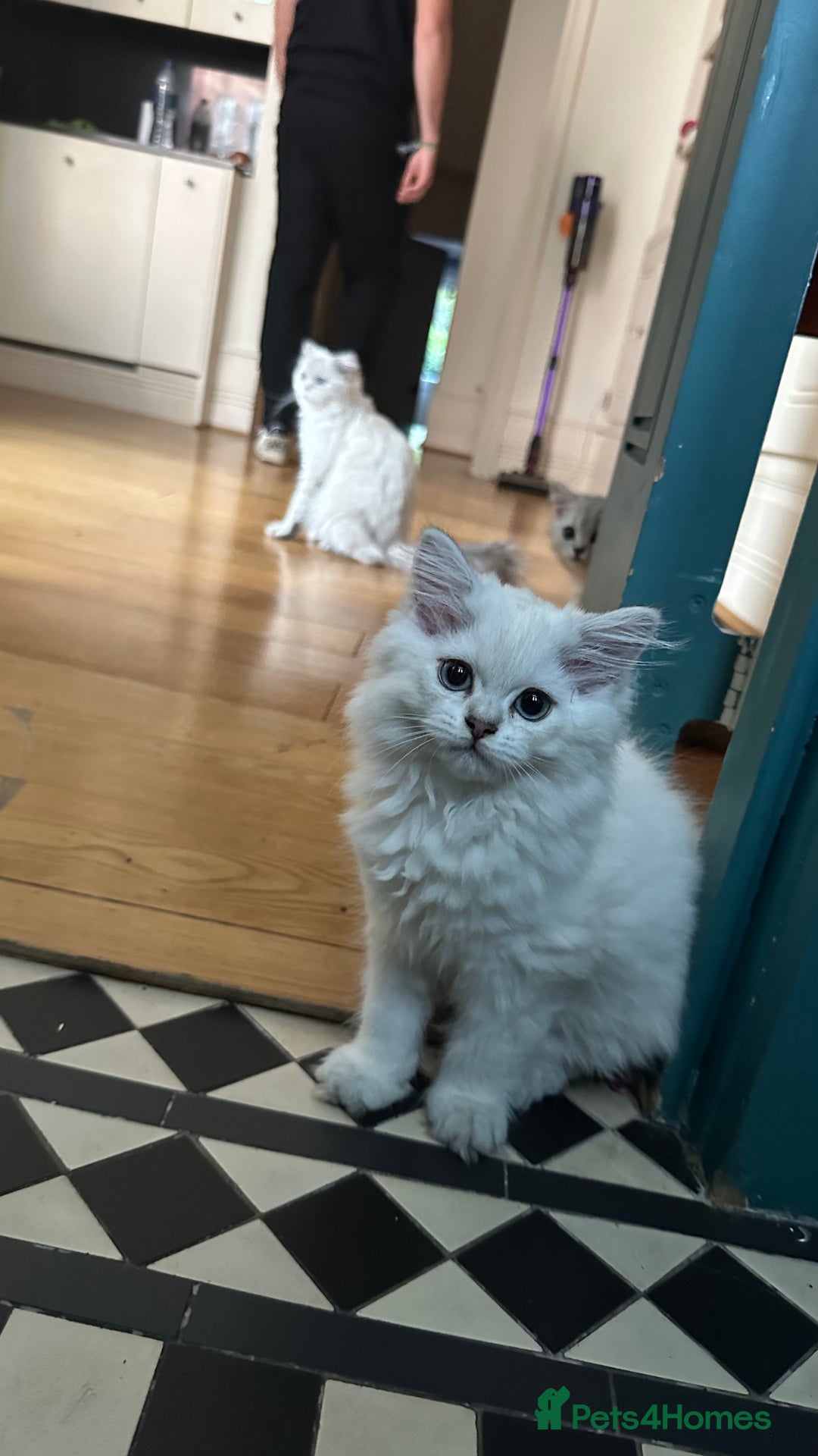 British Longhair cats for sale: GCCF Female BRITISH LONGHAIR - Image 6