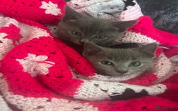 Russian Blue cats for sale: Russian Blue Kittens 🐱  - Advert 2
