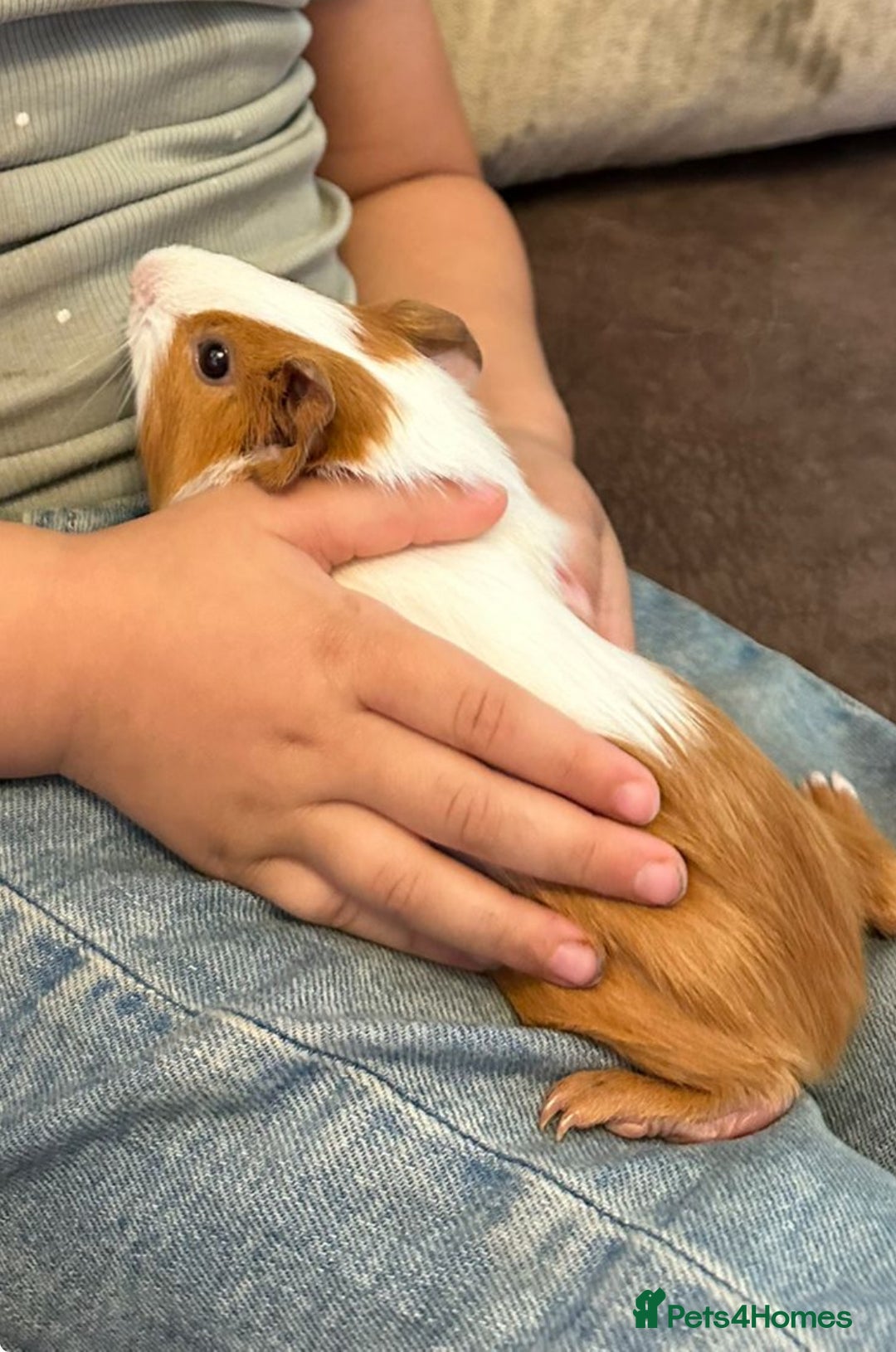 Guinea Pig rodents for sale: Two gorgeous Guinea pigs (Males) - Advert 2