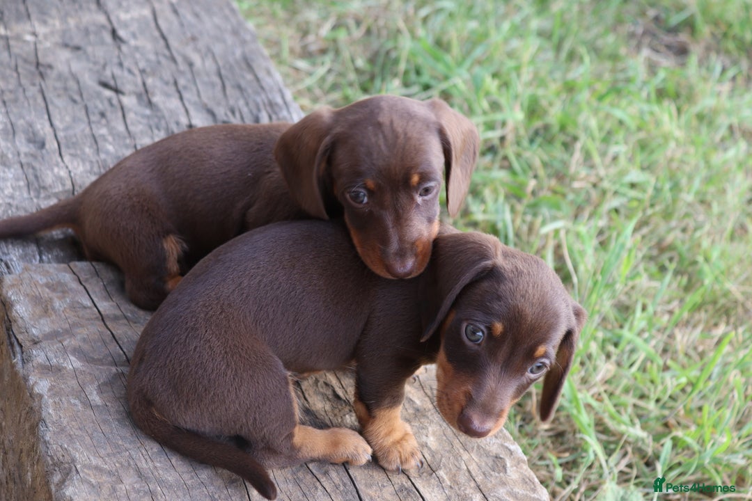 Miniature Dachshund dogs for sale: Stunning Miniature dachshunds ready now  - Image 8