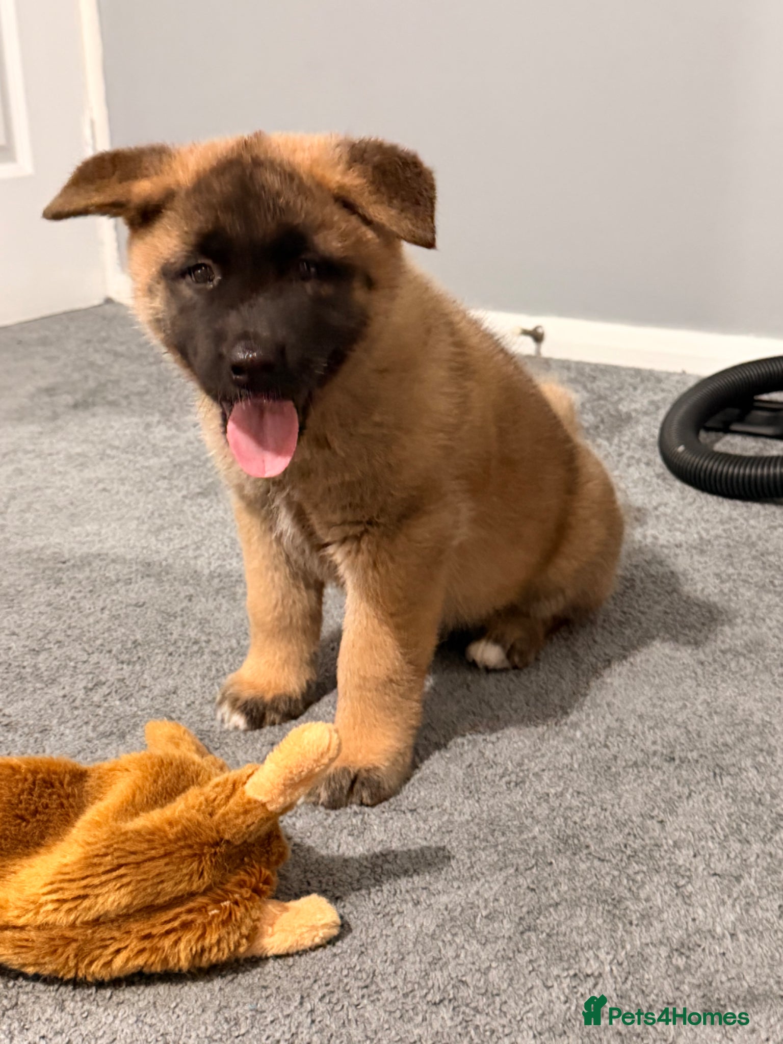 Akita dogs for sale: American Akita  - Advert 20