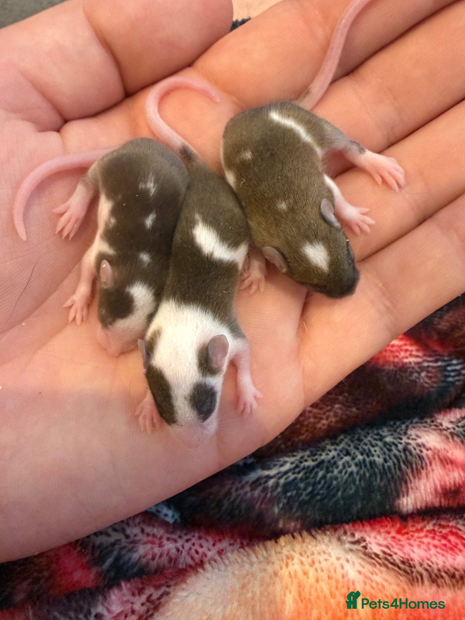 Mouse rodents 3 females £45 must go together  - Advert 1