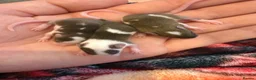 Mouse rodents for sale: 3 females £45 must go together  in Wellingborough - Advert 1