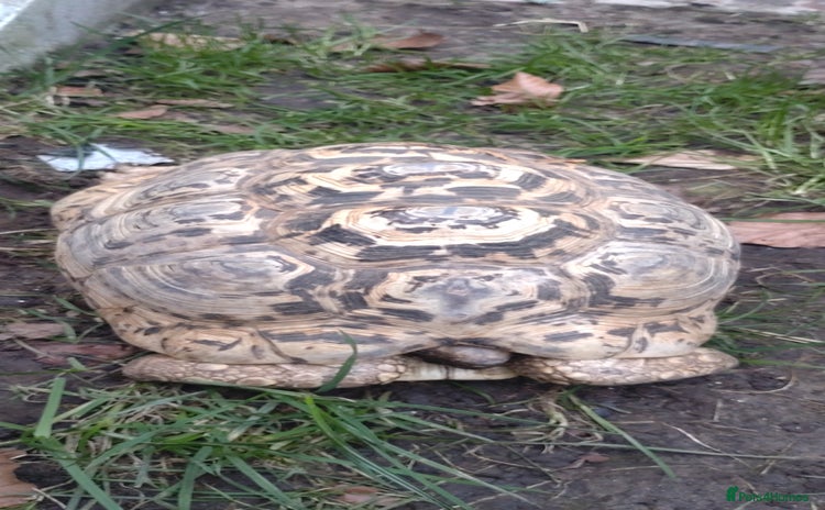 Tortoise reptiles - Advert 1