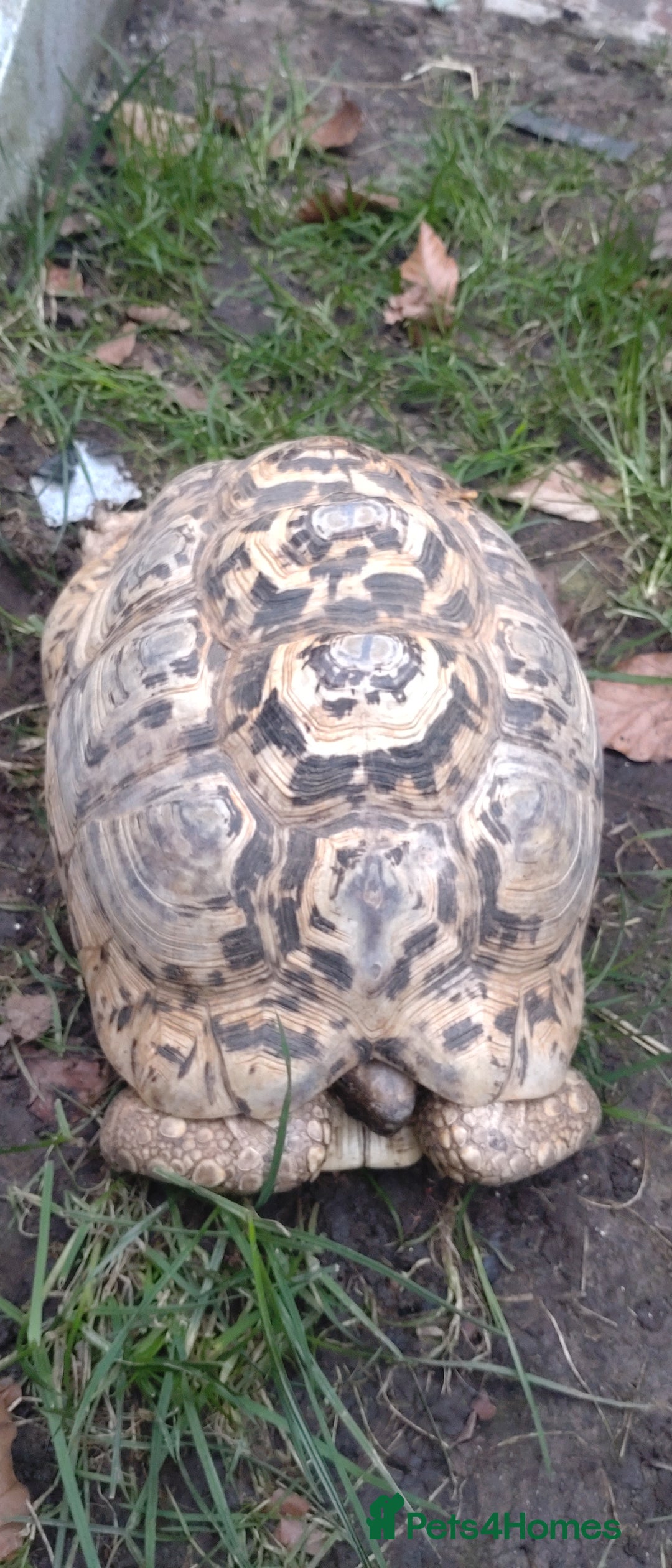 Tortoise reptiles for sale: Leopard Tortoise Female  - Image 1