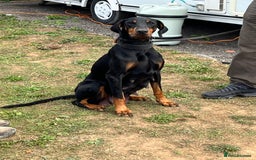 Dobermann dogs for sale: Doberman puppies for sale - Image 14