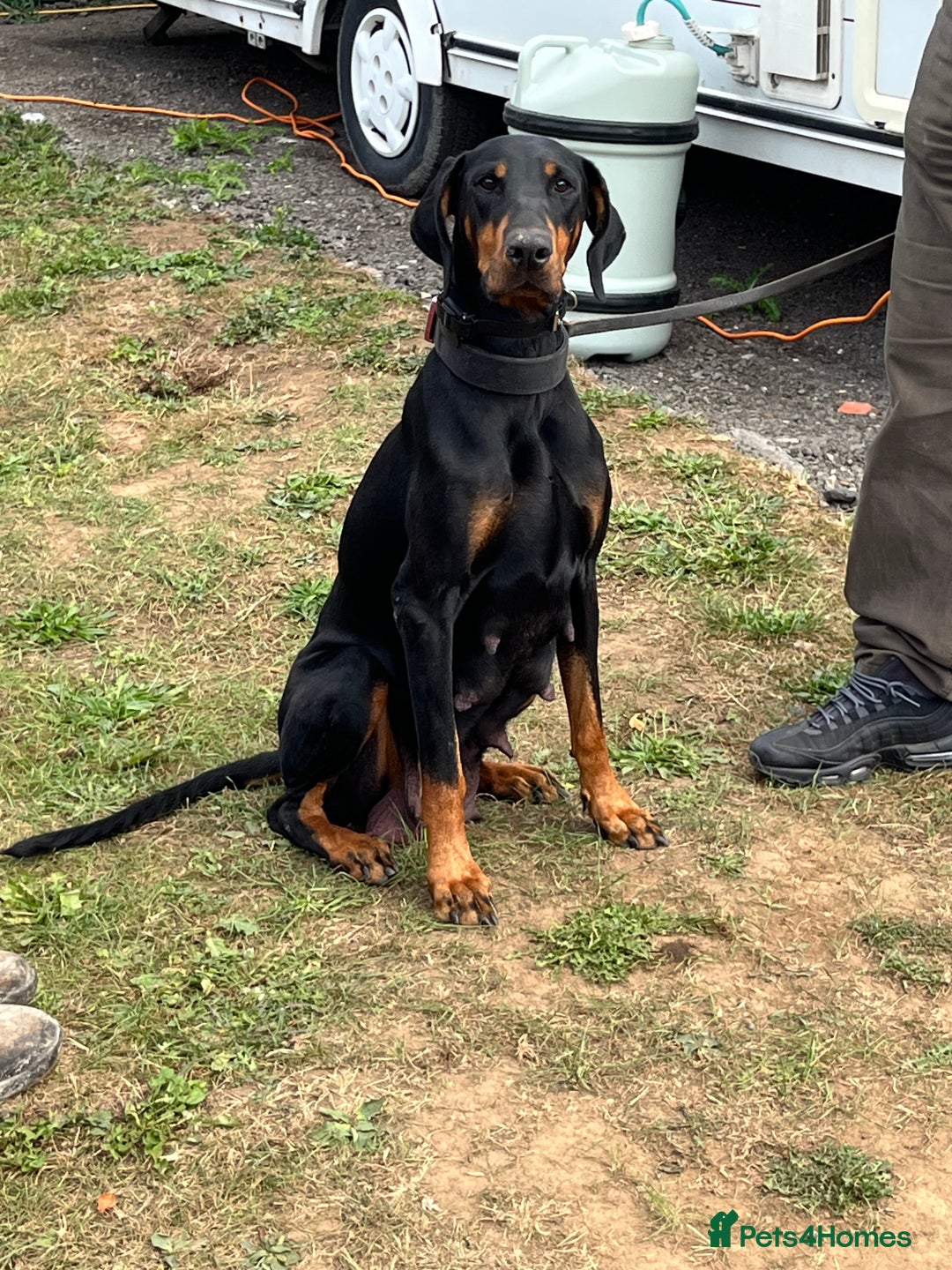 Dobermann dogs for sale: Doberman puppies for sale - Image 14