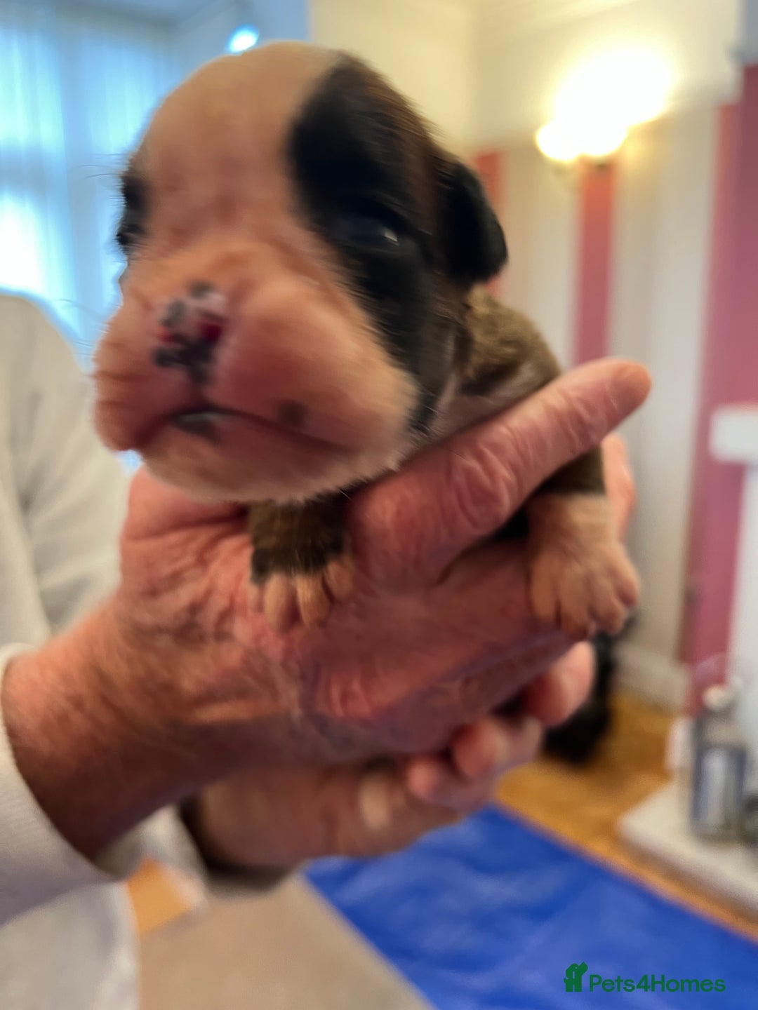 Boxer dogs for sale: Boxer Puppies from Health Testd Parents  - Image 5