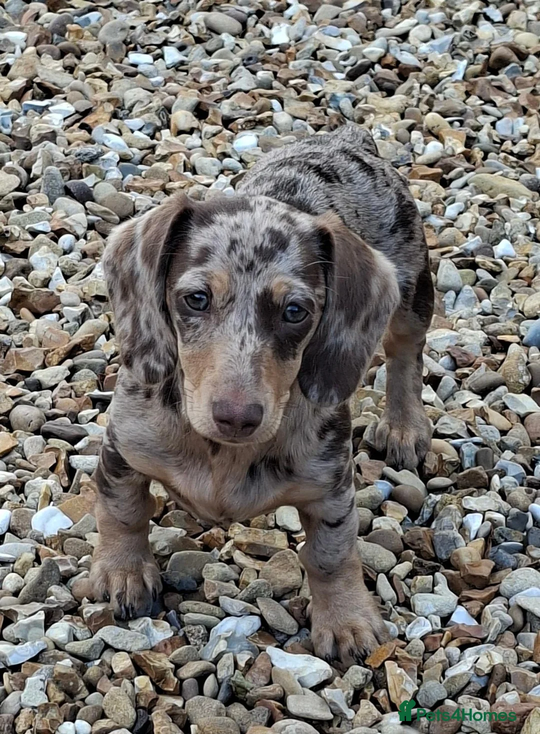 Miniature Dachshund dogs for sale: Gorgeous dapple miniature Dachshund  - Advert 2