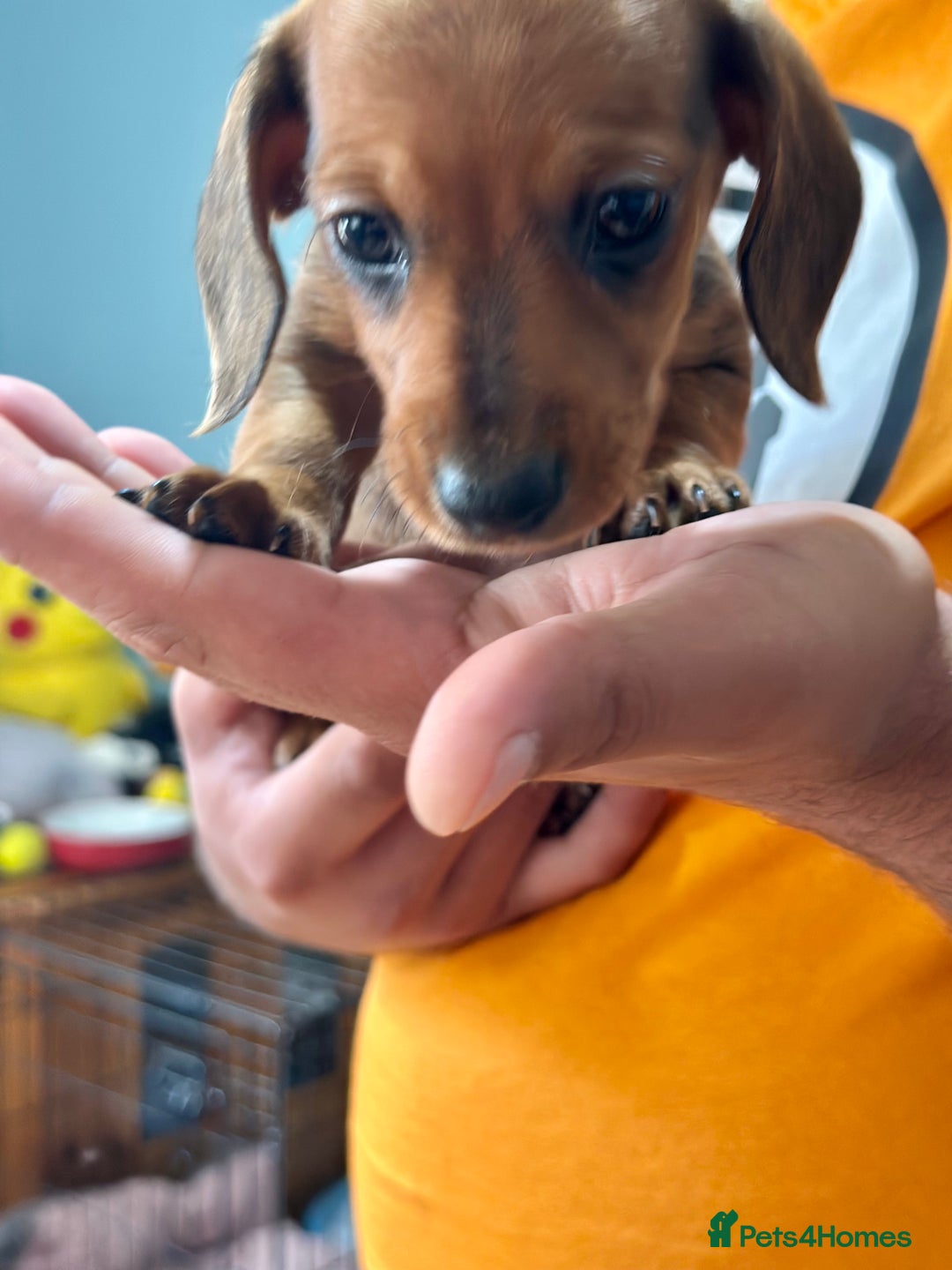 Dachshund dogs for sale: Our dwarf sausages are looking for a family🙃 - Image 6