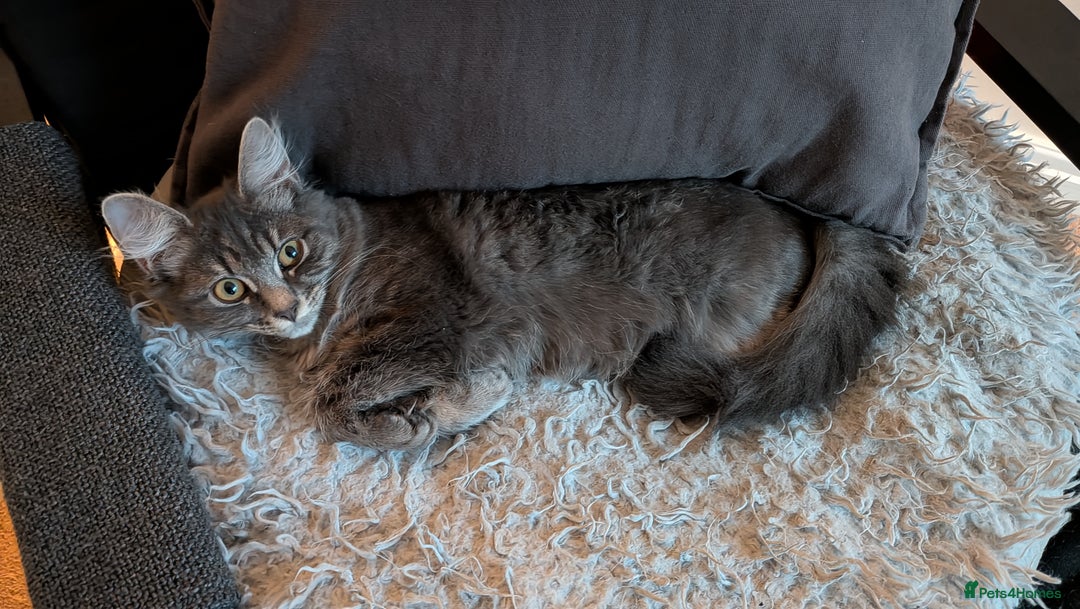 Mixed Breed cats for sale: Lizzy needs a new home.. - Advert 2