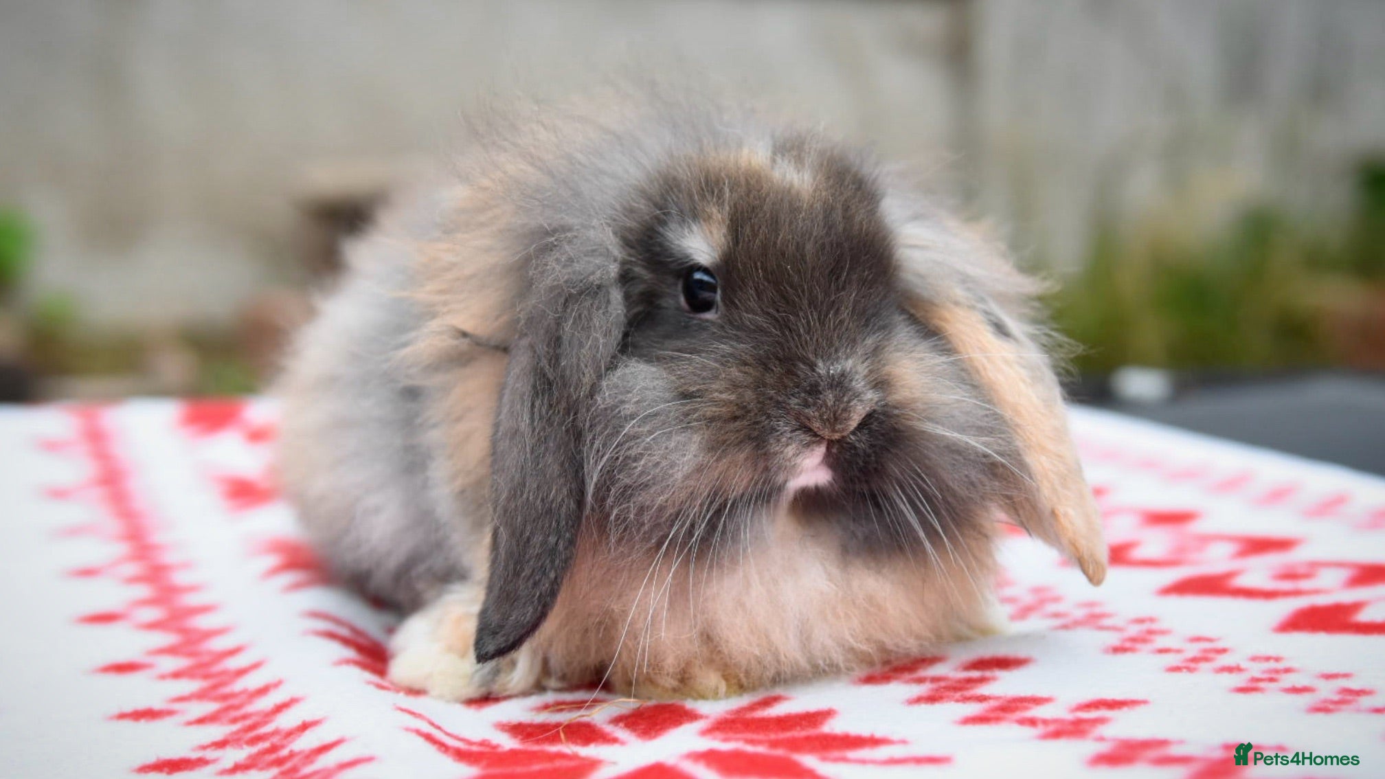 Lionhead rabbits ⭐️ Baby Lionhead x Lop looking for new home ⭐️ - Advert 1