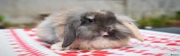 Lionhead rabbits for sale: ⭐️ Baby Lionhead x Lop looking for new home ⭐️ - Advert 1
