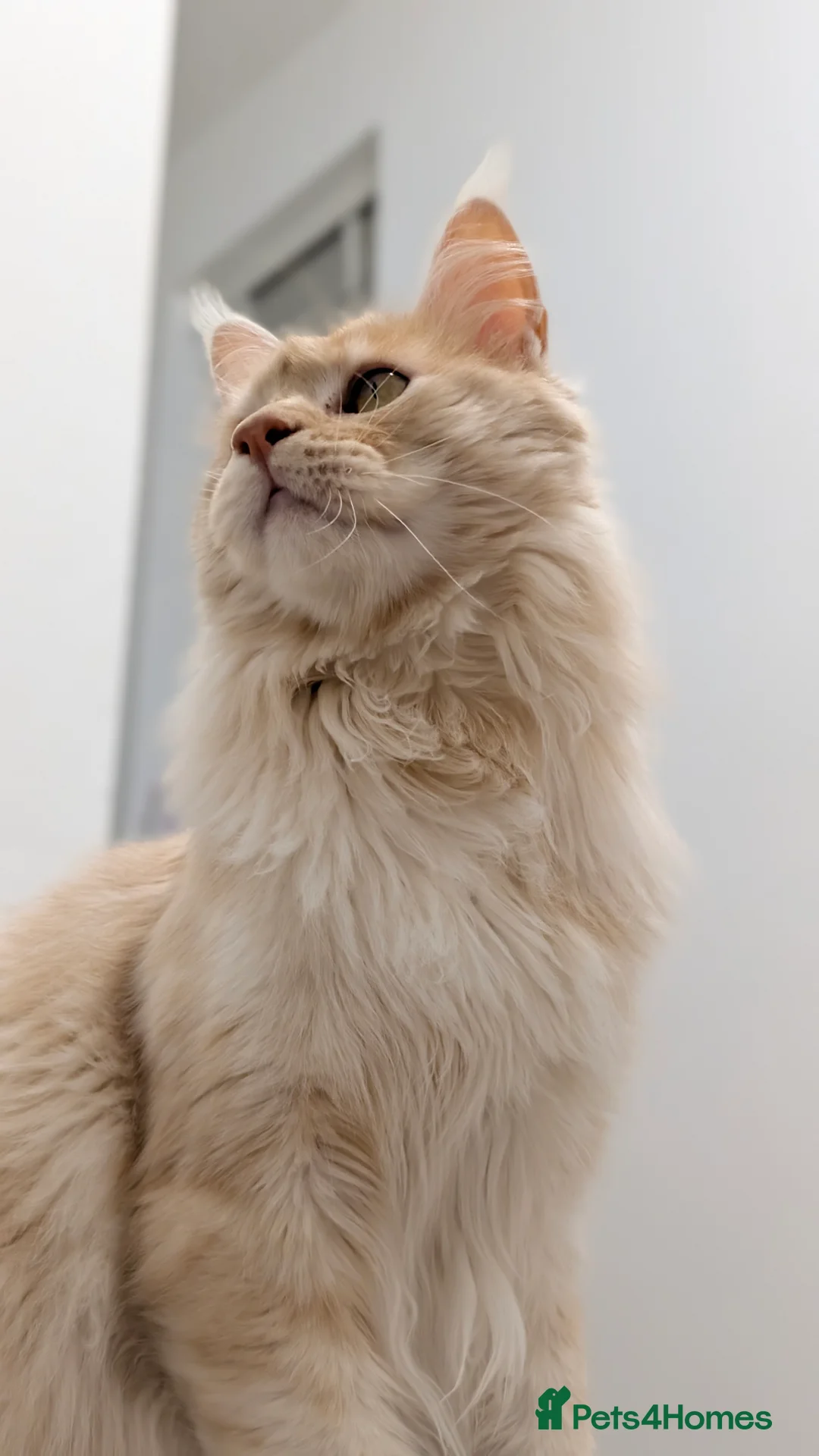 Maine Coon cats for sale: 66/66 TICA Champ Line Maine Coon Polydactyl Stud  - Advert 5