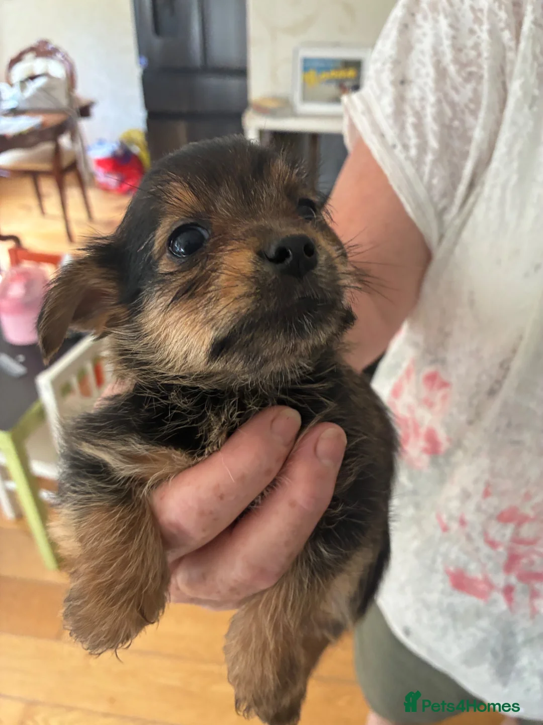 Mixed Breed dogs for sale: 5 cross breed puppies  - Advert 2