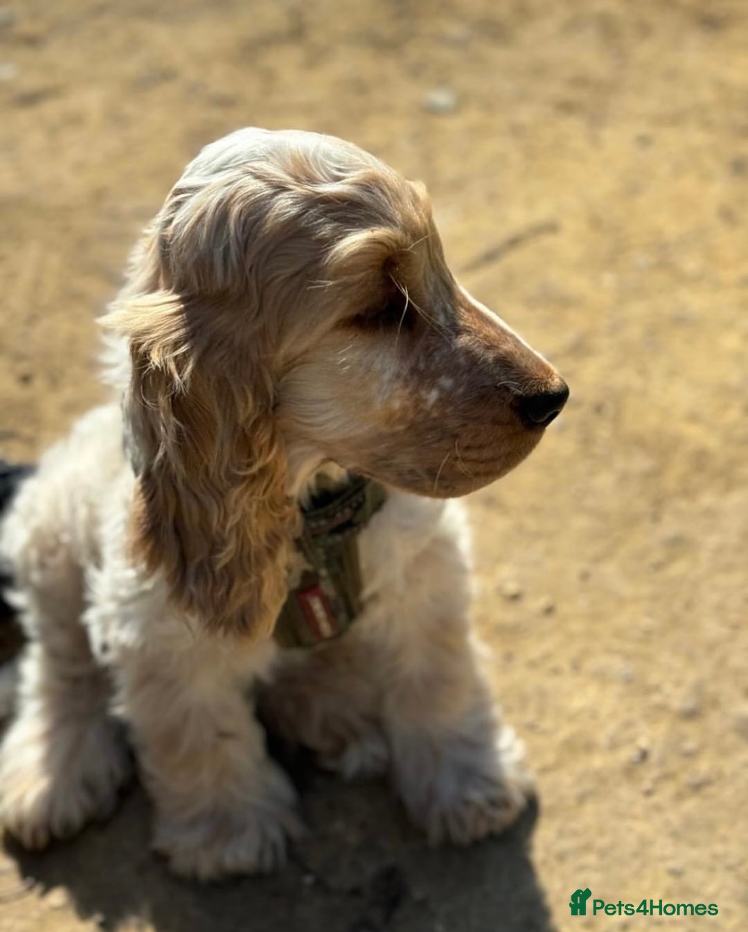 Cocker Spaniel dogs for sale: Cocker Spaniel - Show type - the calm type - Image 6