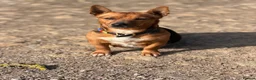 Jack Russell dogs for sale: Gorgeous Jack Russell puppies - Advert 2