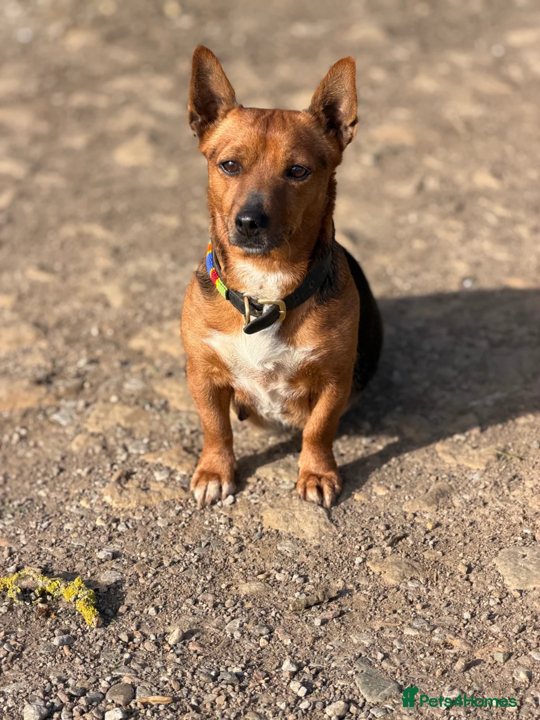 Jack Russell dogs for sale: Gorgeous Jack Russell puppies - Advert 2