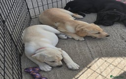 Labrador Retriever dogs for sale: Kc registered Labrador puppie ready to leave - Image 8