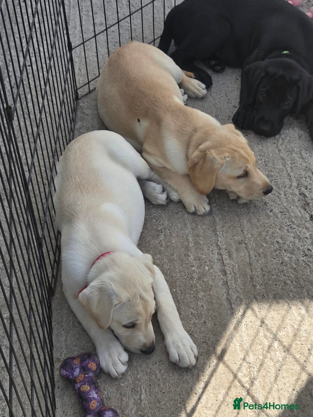 Labrador Retriever dogs for sale: Kc registered Labrador puppie ready to leave - Image 8