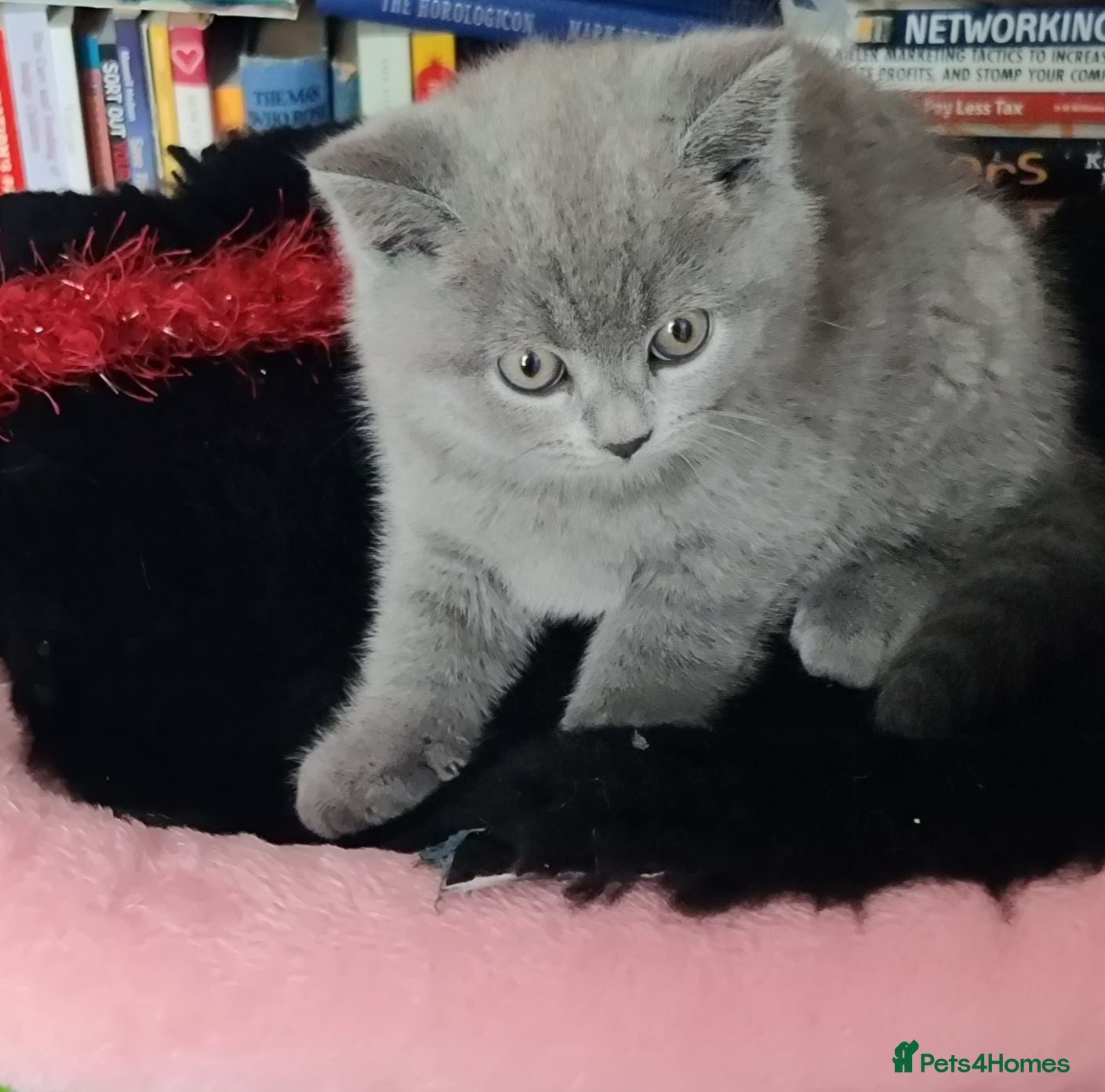 Russian Blue cats Russian Blue kittens 8 weeks old 2 boys 2 girls - Advert 13