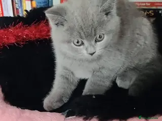 Russian Blue cats Russian Blue kittens 8 weeks old 2 boys 2 girls - Advert 13