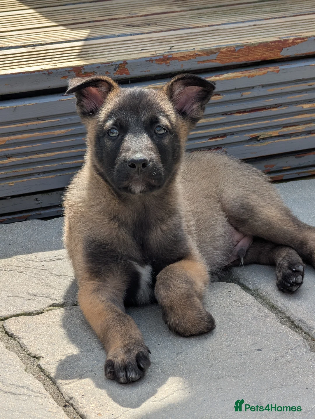 Mixed Breed dogs for sale: 10 week old Sonny needs a new home  - Advert 1