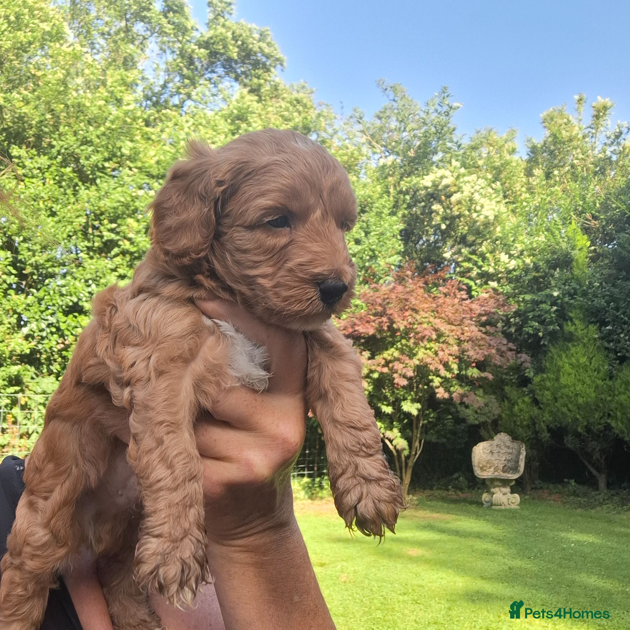 Cockapoo dogs Gorgeous cockapoos - Advert 1