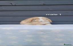 Mini Lop rabbits for sale: Purebred minilops - Image 2