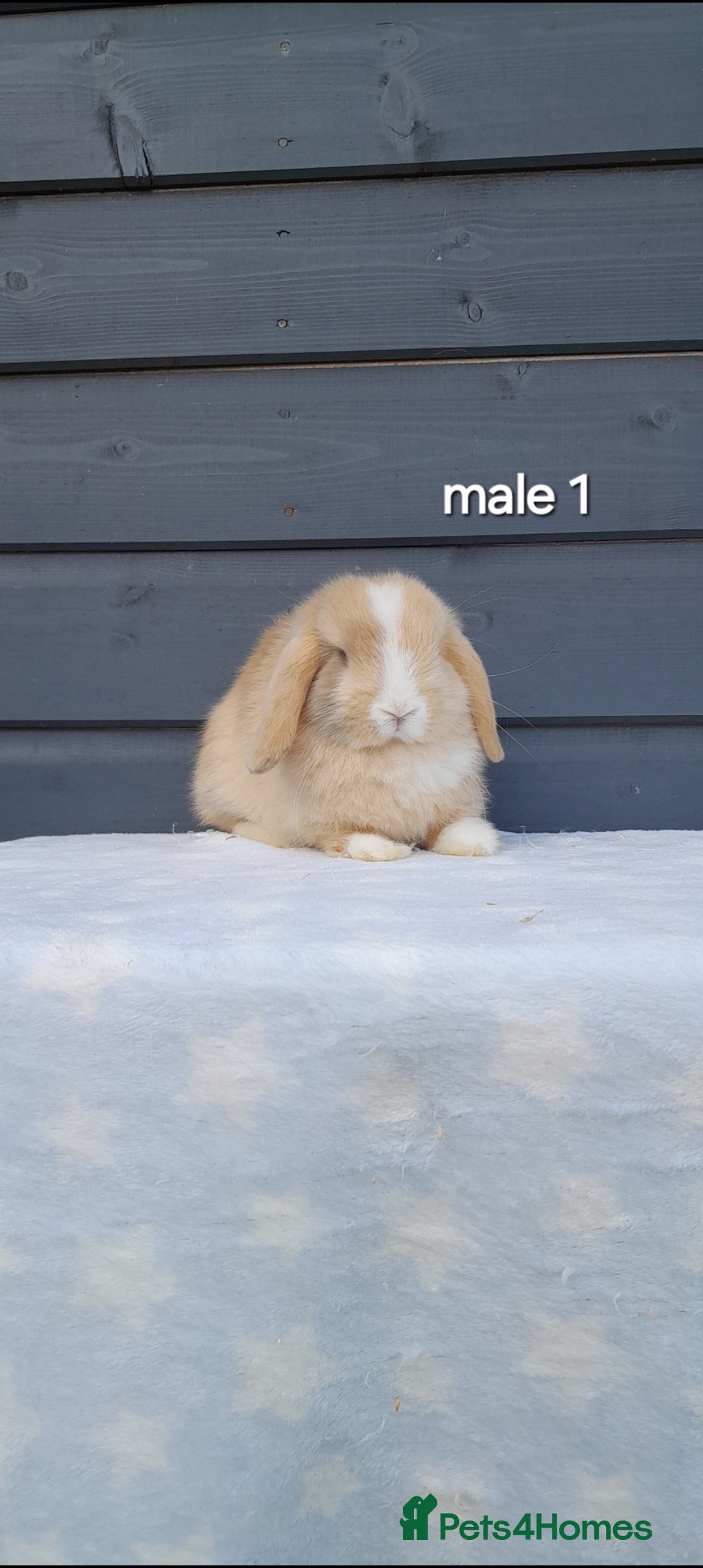 Mini Lop rabbits for sale: Purebred minilops - Image 2