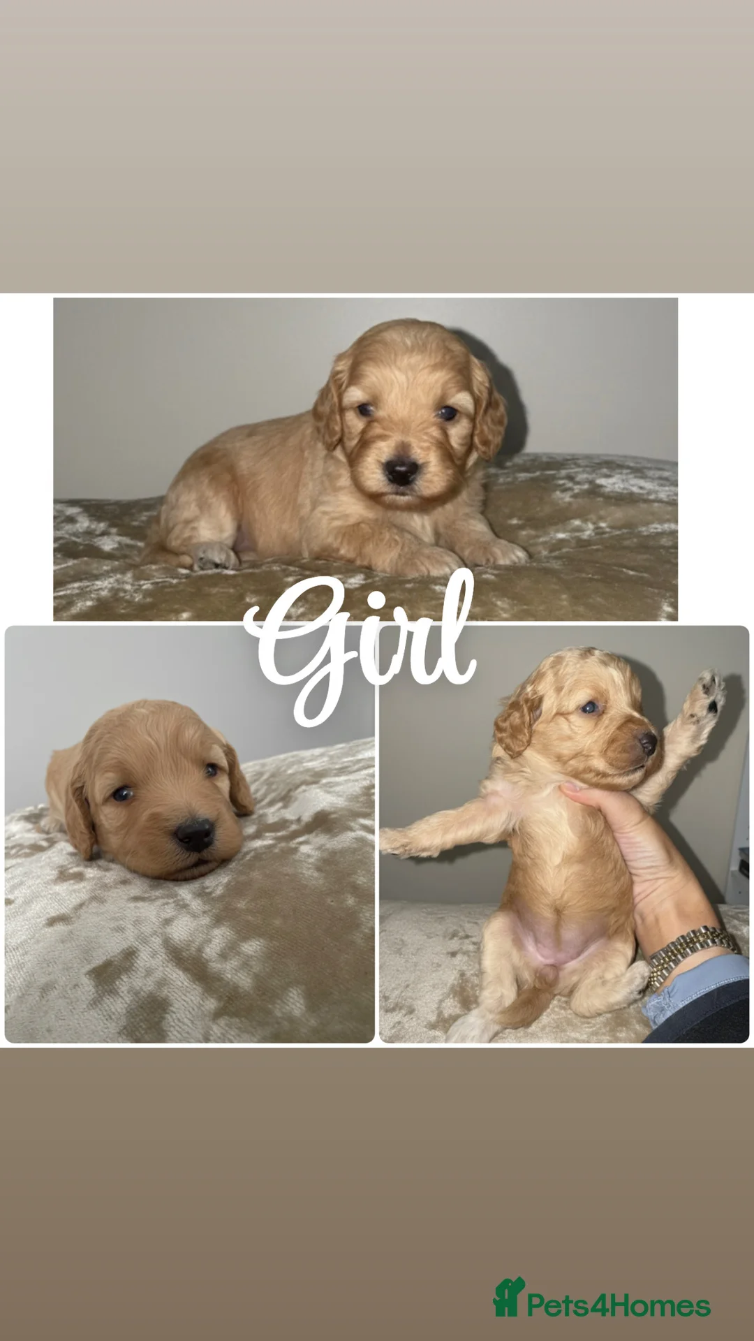 Cockapoo dogs for sale: Cokapoo Puppies  - Advert 3