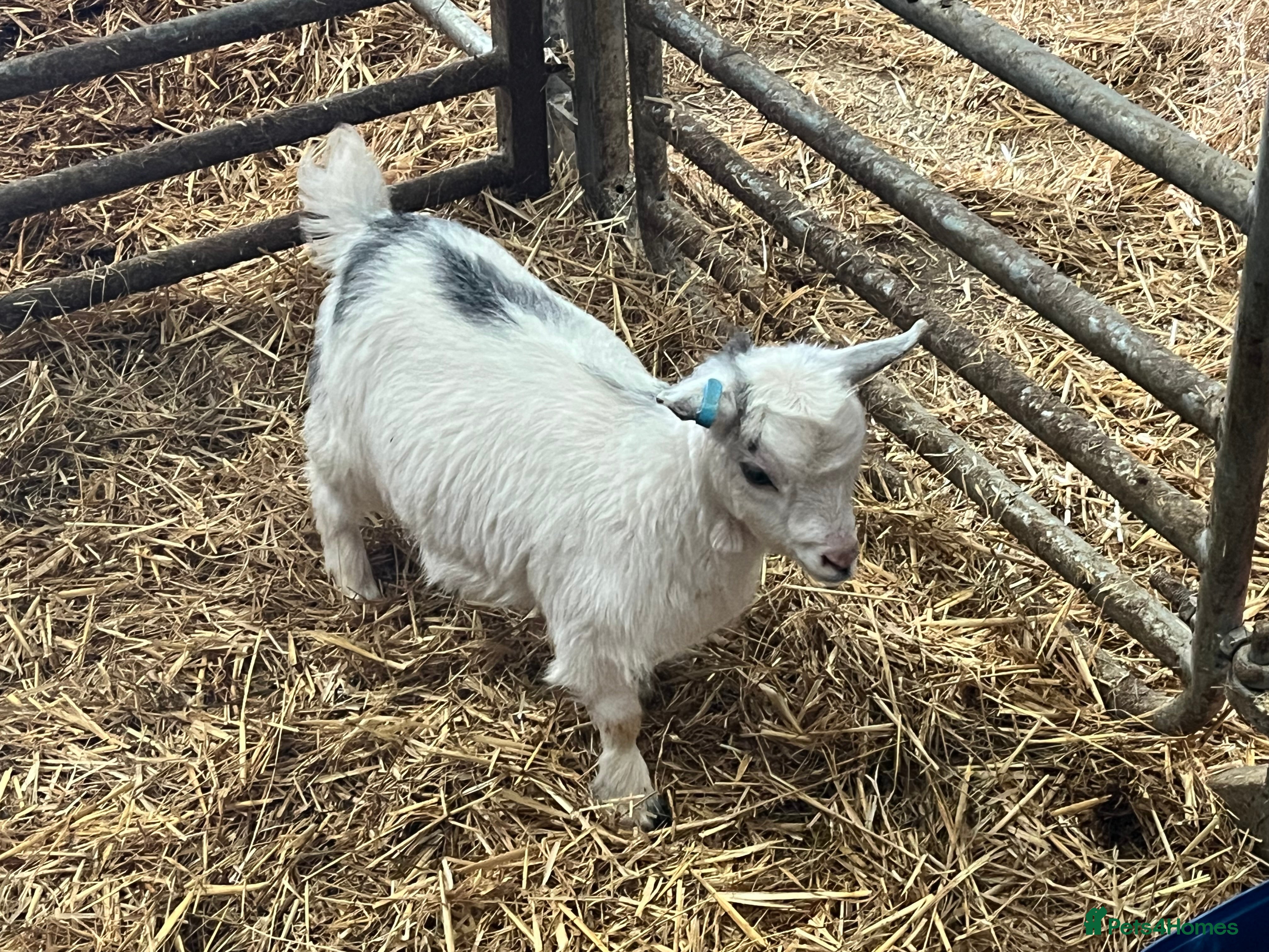 Goats livestock Pygmy goat kids - Advert 1